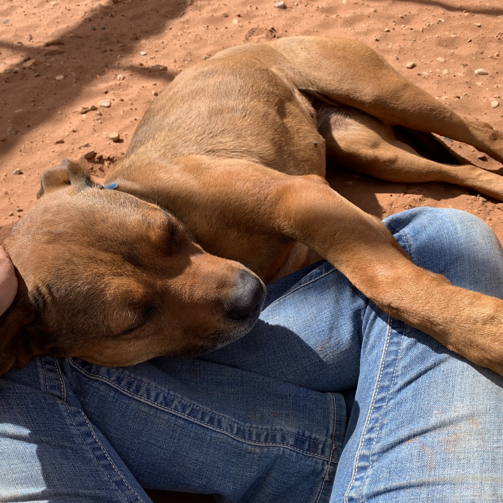 Adoptable Female Terrier, American Staffordshire/Shepherd