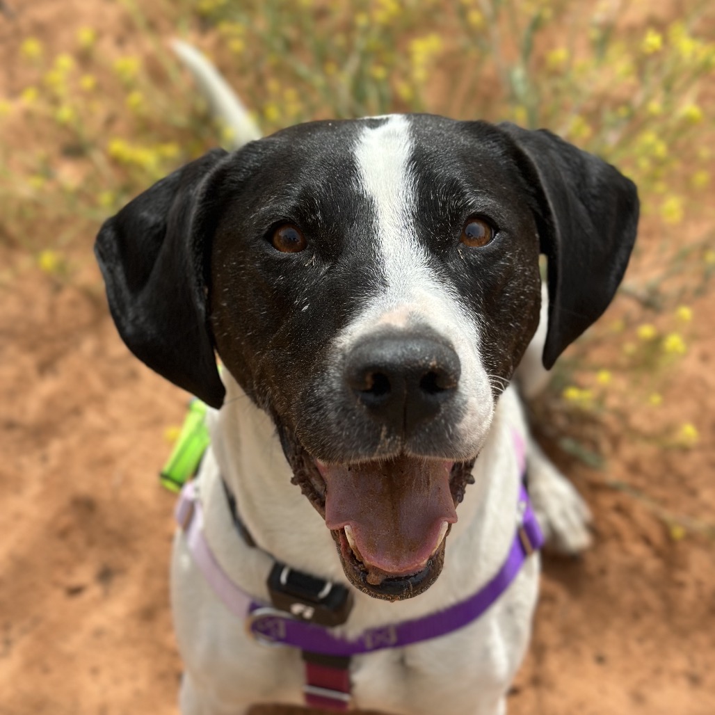 Boston - Hound/Mix