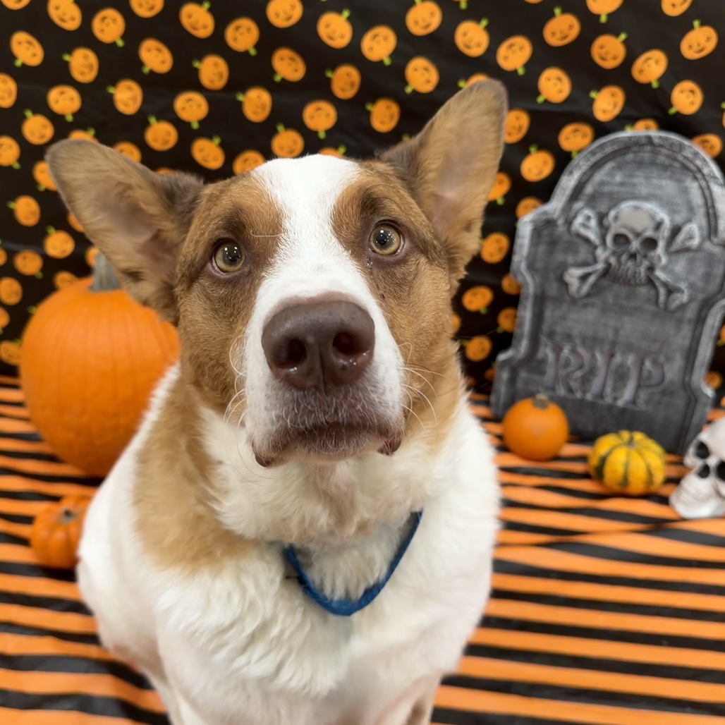 Buddy - Cattle Dog/Mix