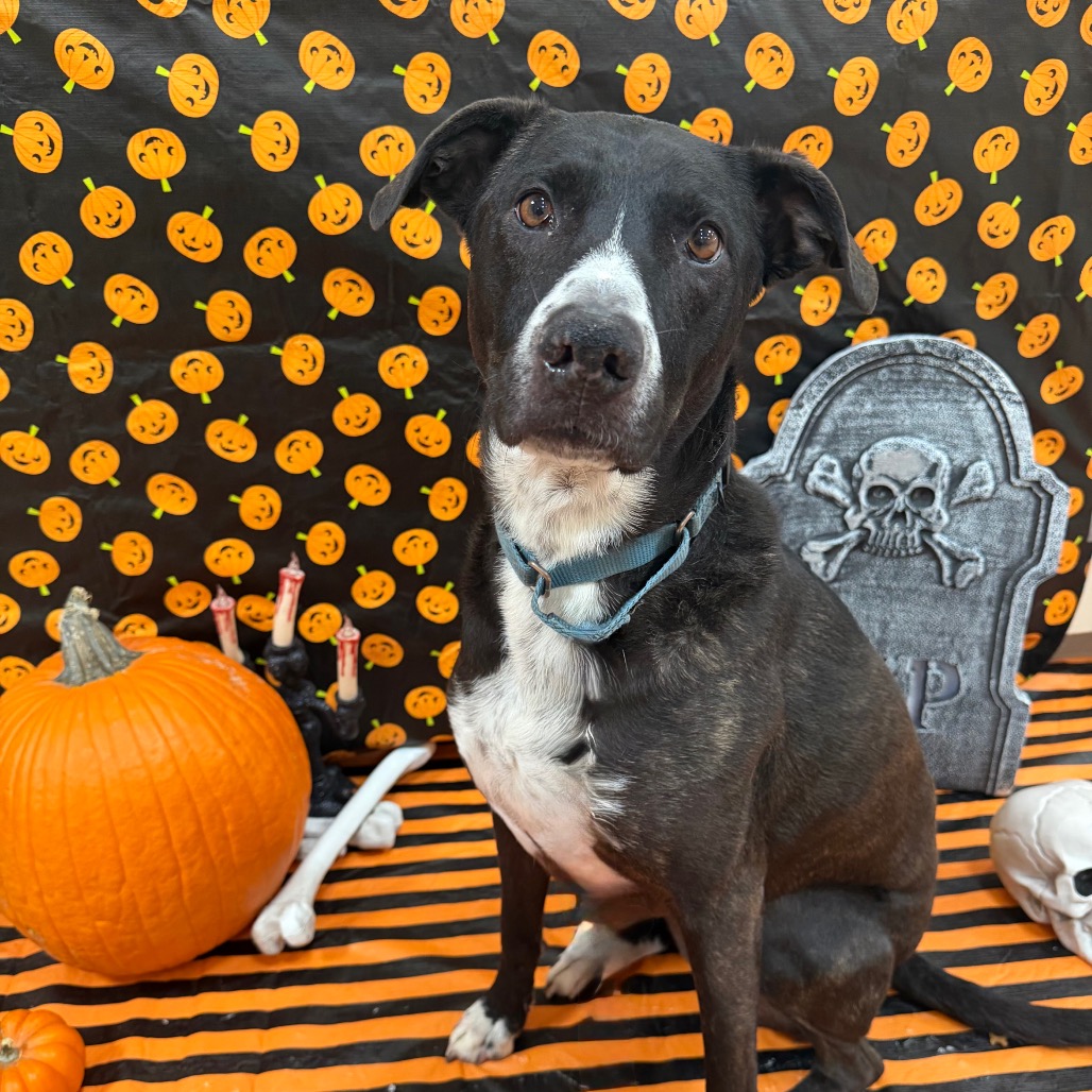 Melon - Retriever, Black Labrador/Mix