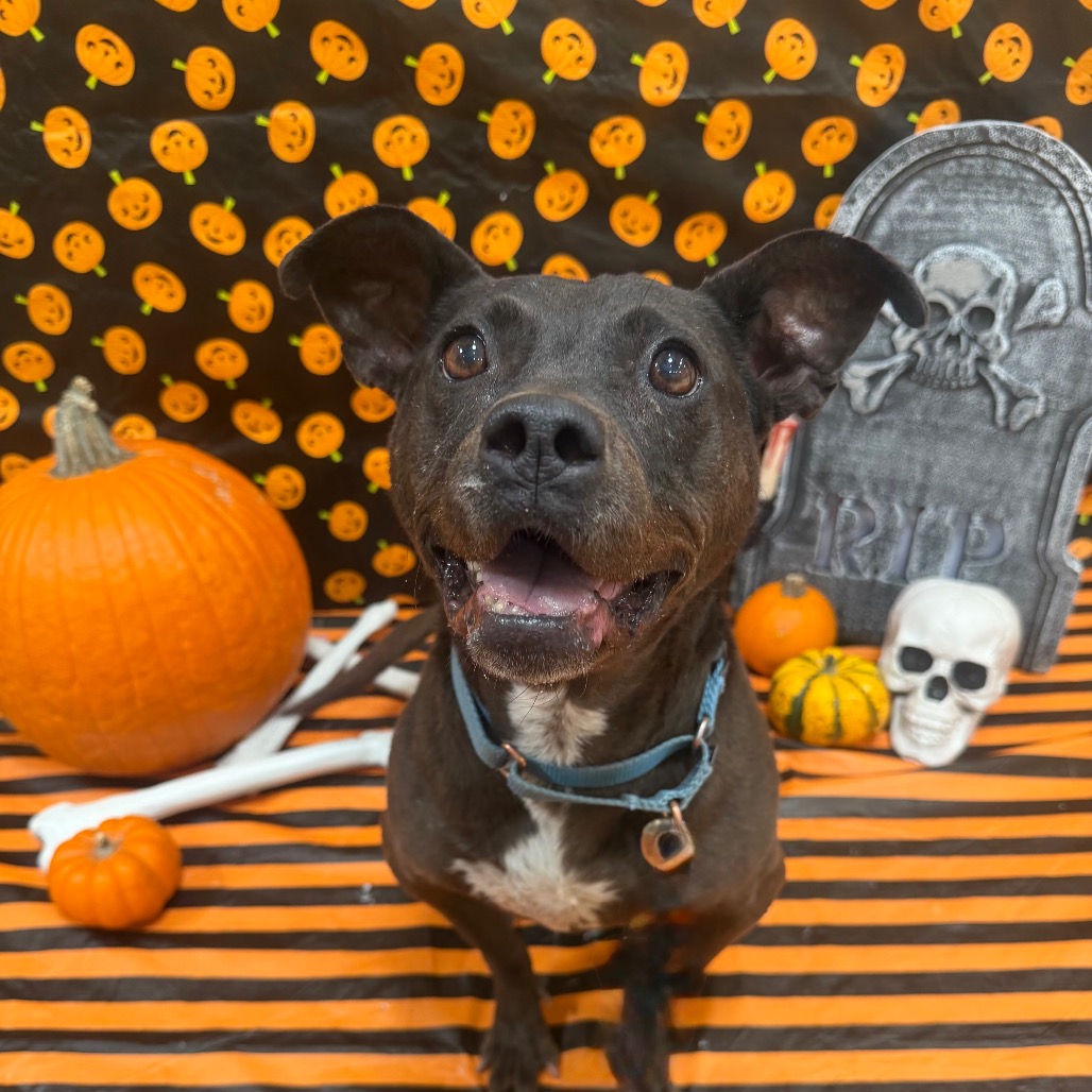 Bea Arthur - Terrier, Pit Bull/Mix