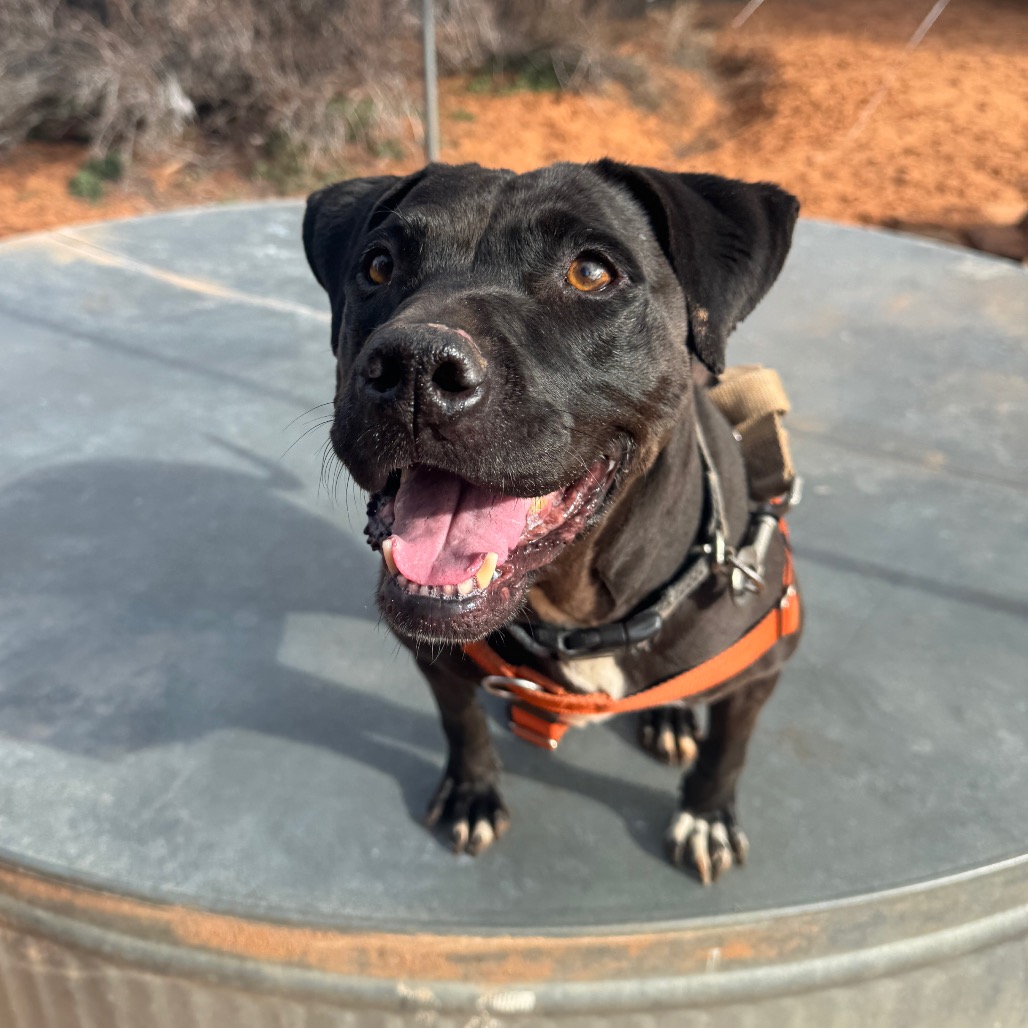 Adoptable Female Terrier, Staffordshire Bull/Queensland Heeler