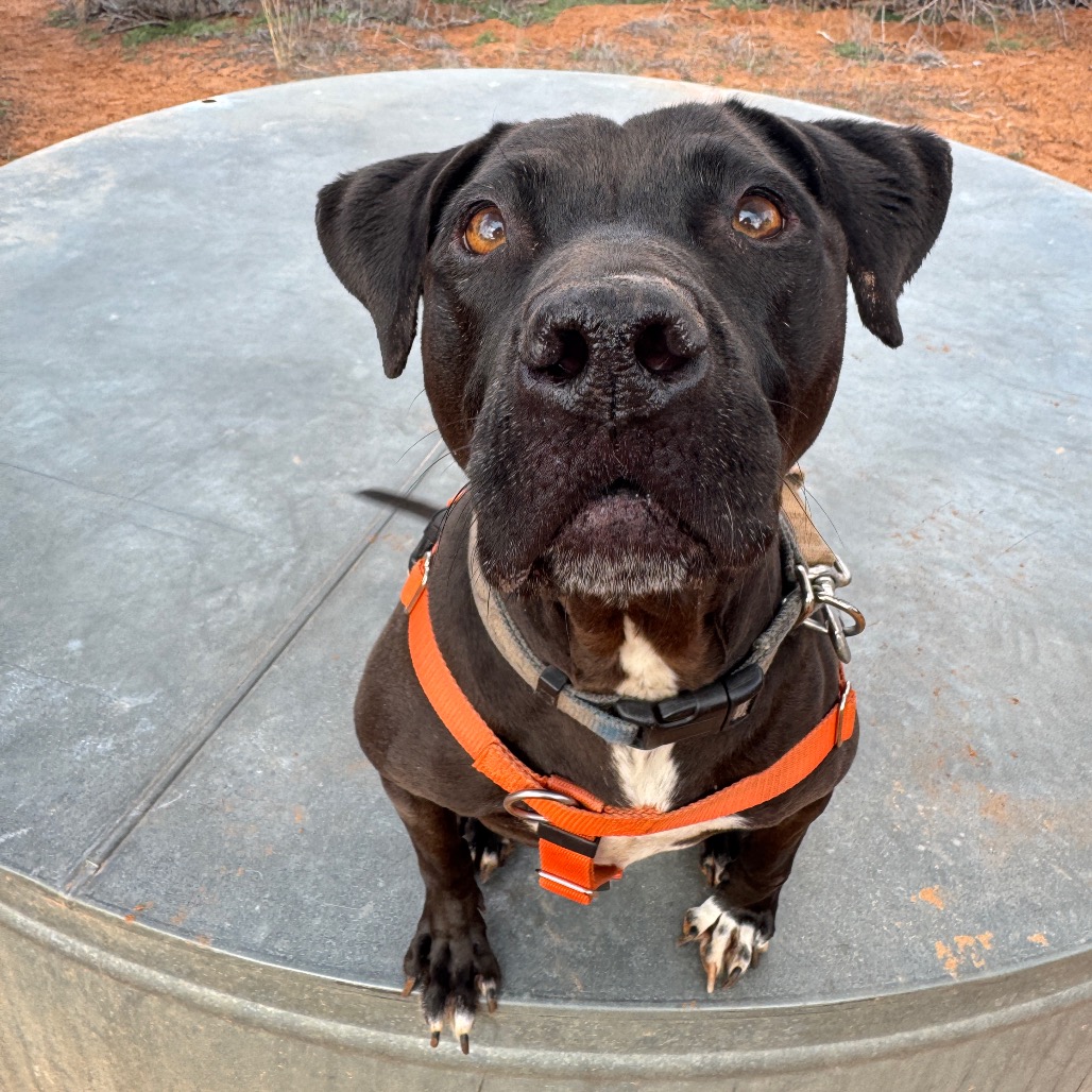 Adoptable Female Terrier, Staffordshire Bull/Queensland Heeler