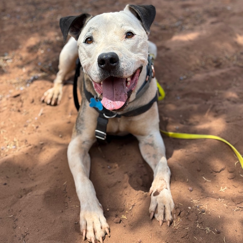 Rudy - Terrier, American Staffordshire