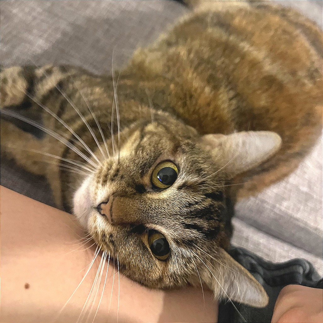 Alyx - Domestic Shorthair