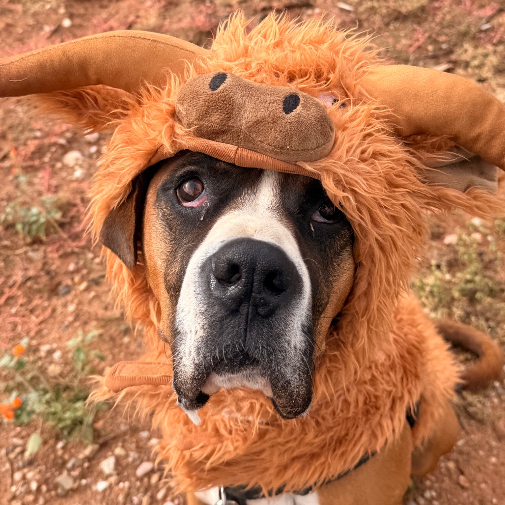 Riggins - Boxer/Mix