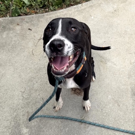 Athena - Mixed Breed (Medium)