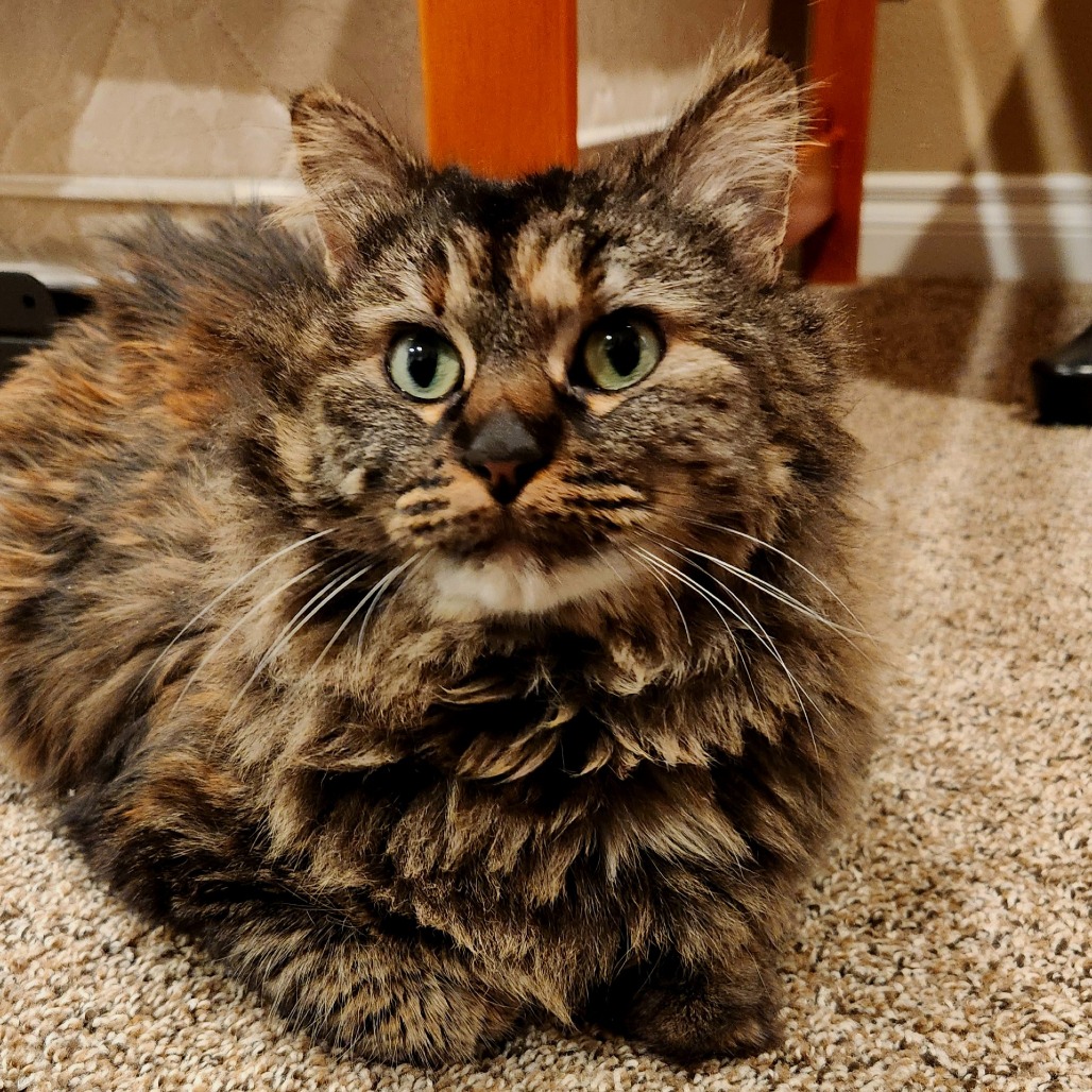 Amy Adams - Domestic Medium Hair