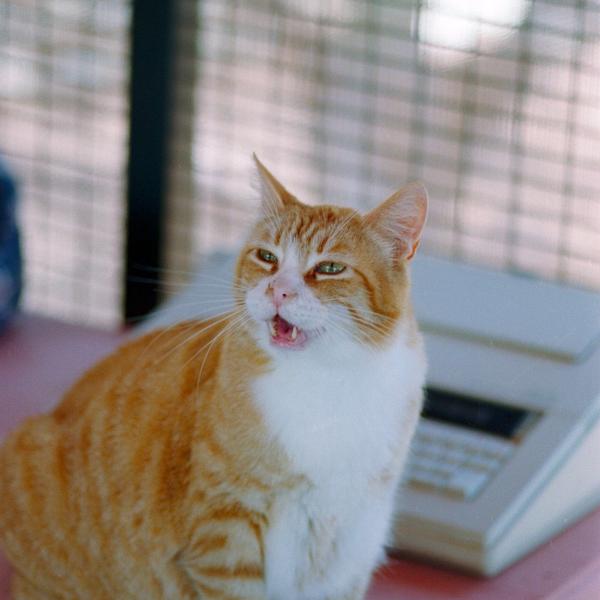 Investigative Reporter Tomato the Cat with his typewriter, ready for the next scoop.
