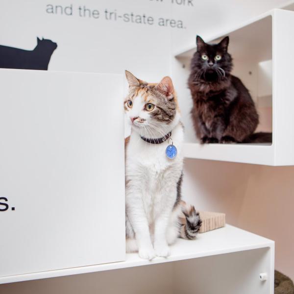 Mya and Kiki are enjoying their stay at Best Friends in New York while they wait for a permanent home.