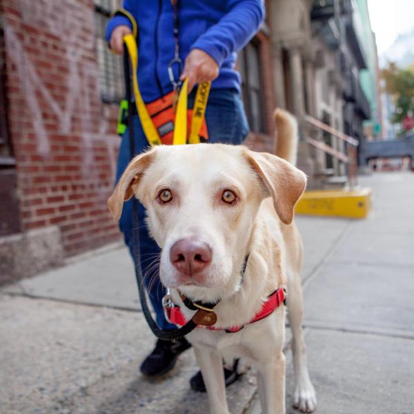 Arnold enjoys a walk through SoHo in New York with a Best Friends caretaker.