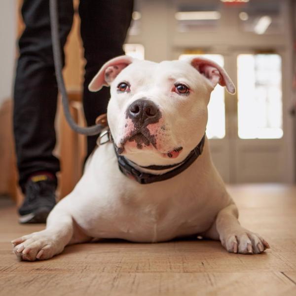 Dogs at Best Friends in New York receive love, walks, and personalized time from their volunteers.