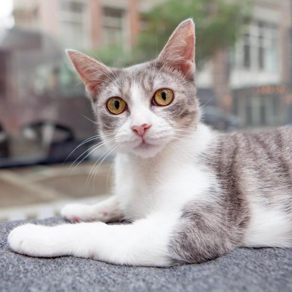 Bell likes to people-watch through a window at Best Friends in New York while waiting for a family of his own.