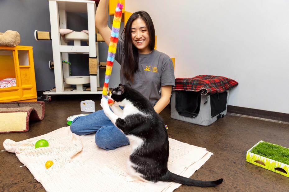 Person playing with a wand toy with a black and white cat