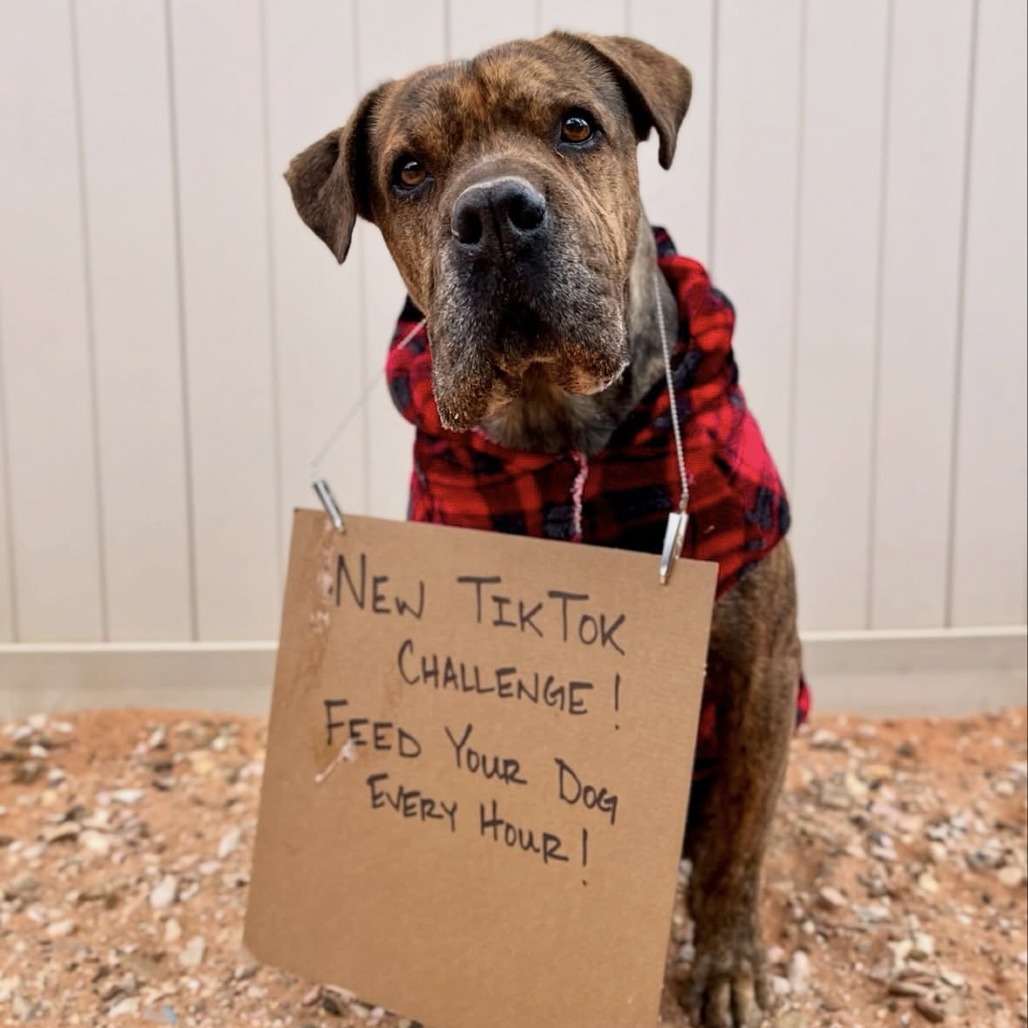 Adoptable Male Chinese Shar-Pei/Mix