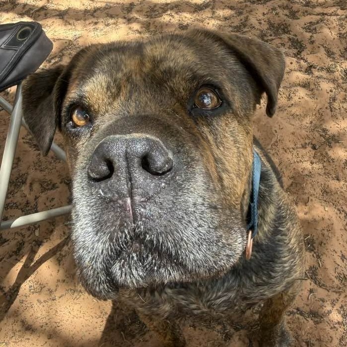 Adoptable Male Chinese Shar-Pei/Mix