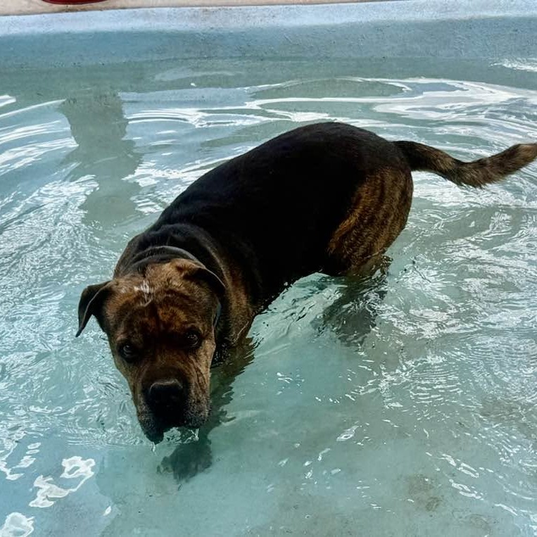 Adoptable Male Chinese Shar-Pei/Mix