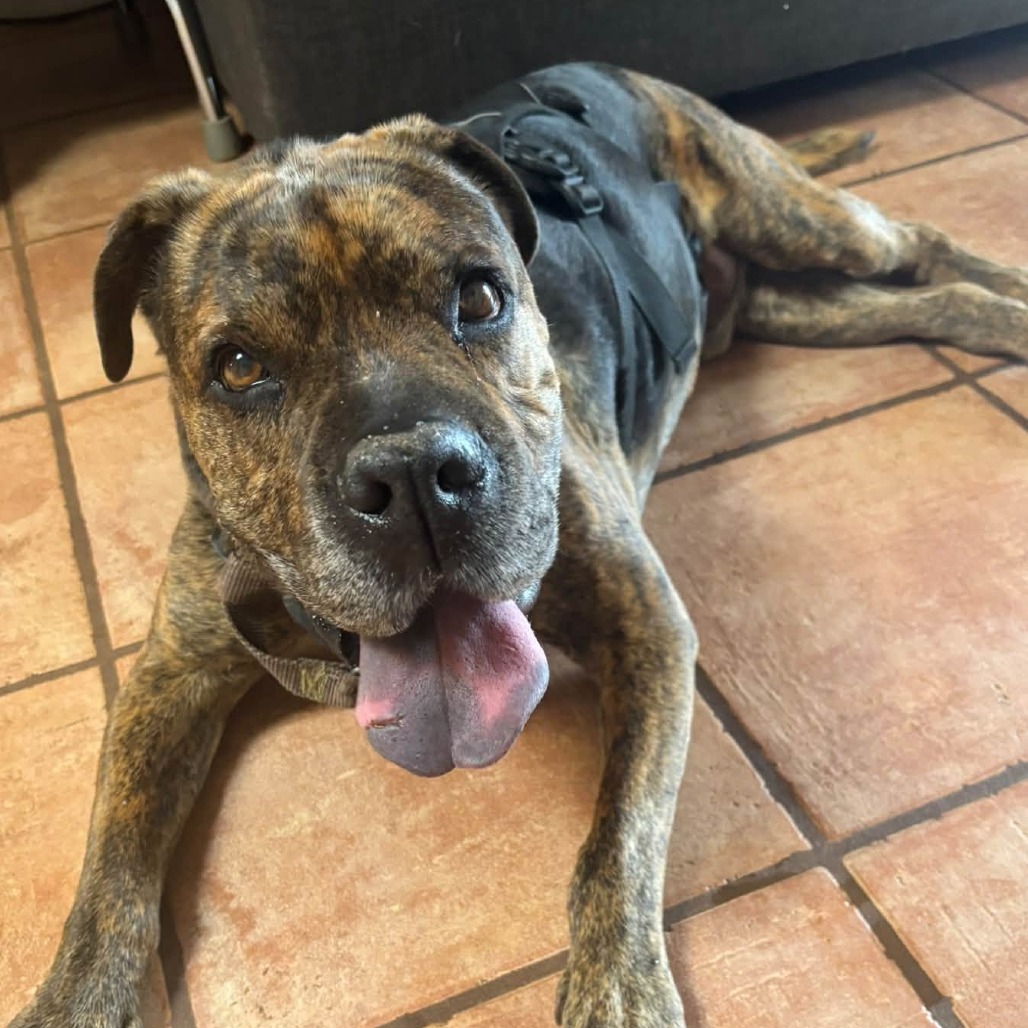 Adoptable Male Chinese Shar-Pei/Mix