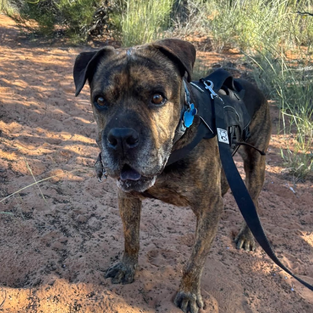 Adoptable Male Chinese Shar-Pei/Mix