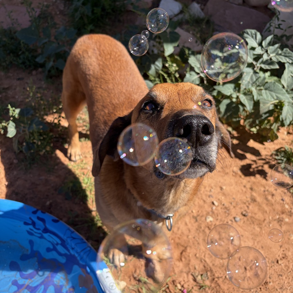 Chad - Hound, Basset/Shepherd, Belgian Malinois