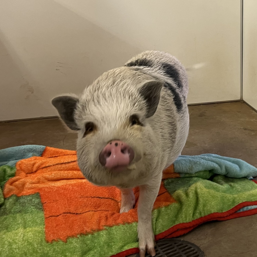 Pippa - Other