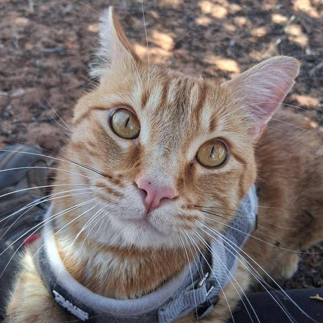 Anakin - Domestic Shorthair