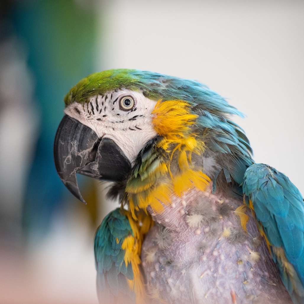 Nyla - Hybrid Macaw