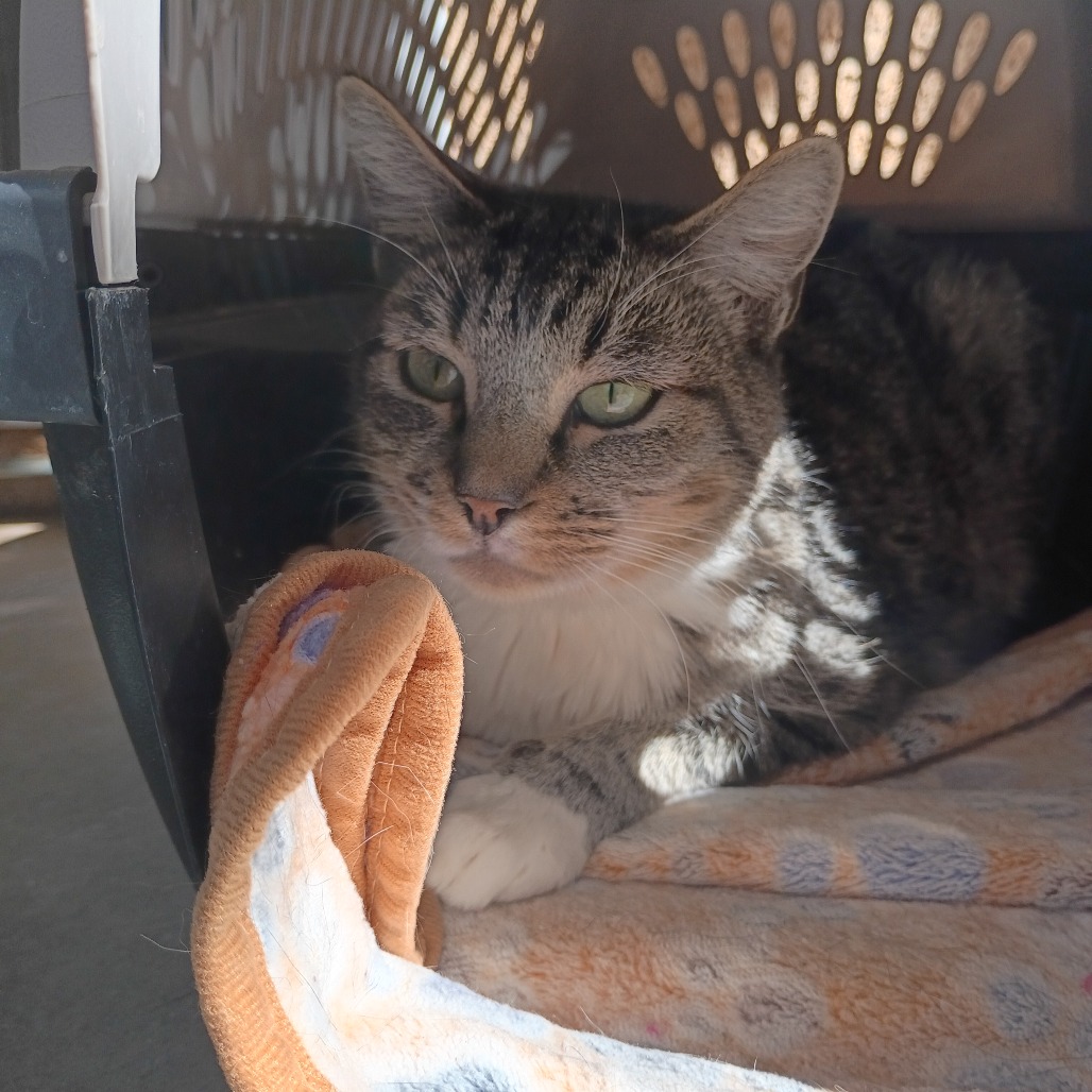 Amazon - Domestic Shorthair
