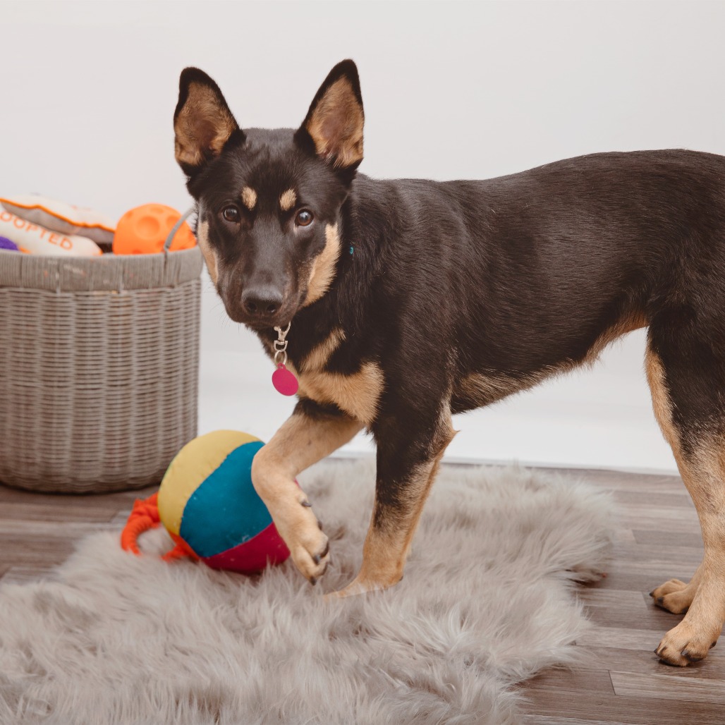 Apricot - Rottweiler/Mix