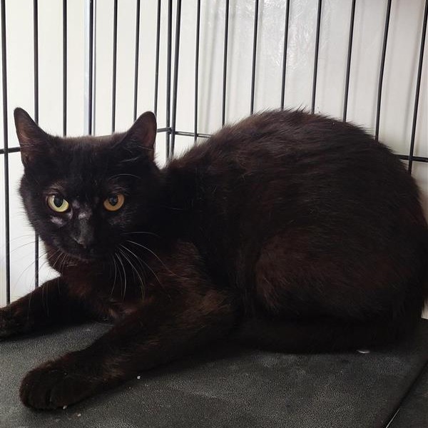 Andrea - Domestic Shorthair