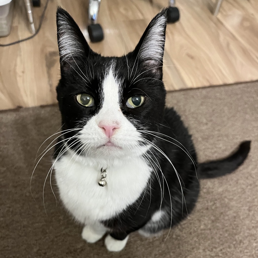 Whisper - Domestic Shorthair