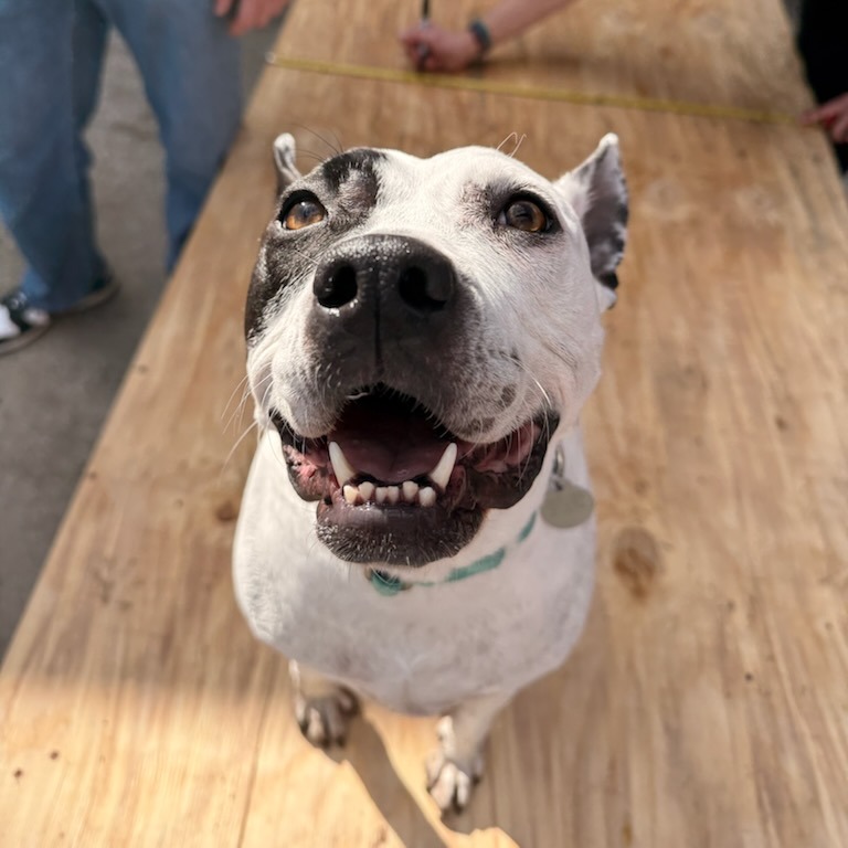 Bree - Cattle Dog, Australian (Blue Heeler)/Mix