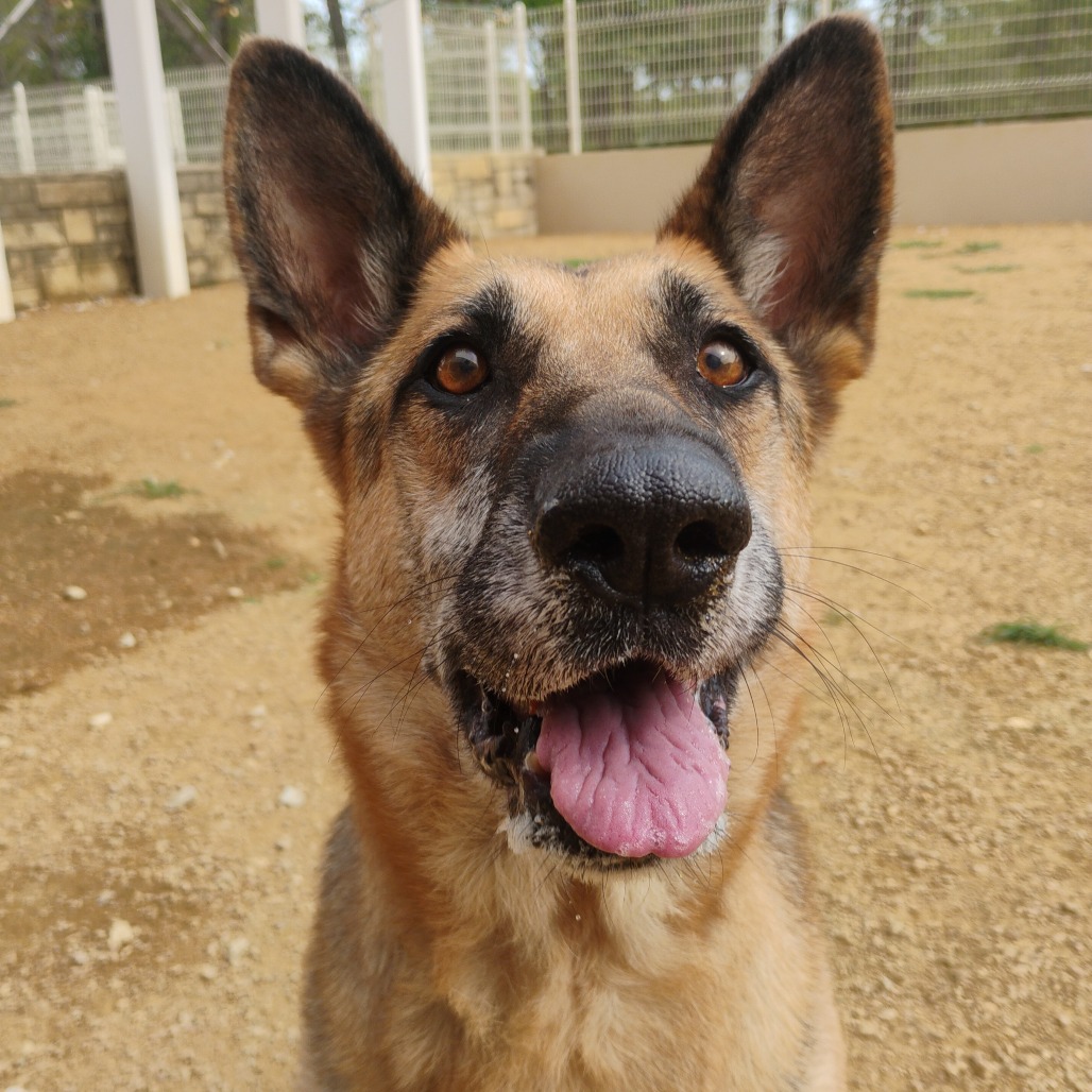 Annabelle - Mixed Breed (Large)