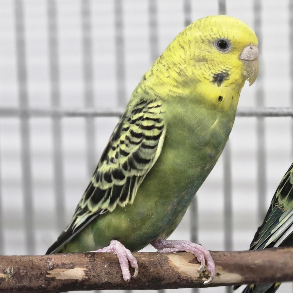 Freddie - Common (Budgie/Budgerigar) Parakeet