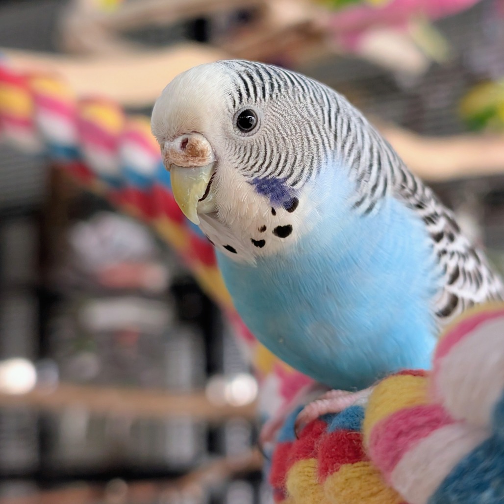 Adele - Common (Budgie/Budgerigar) Parakeet