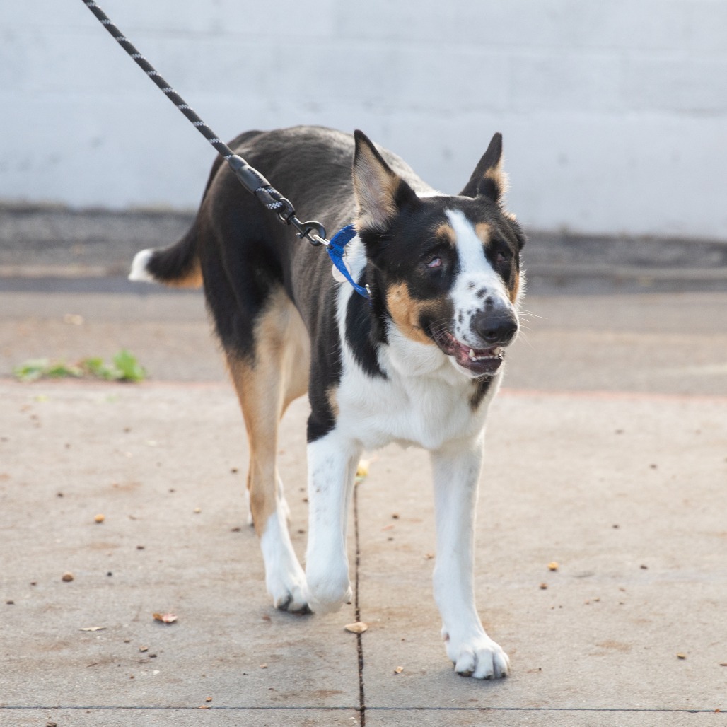 Bessy - Mixed Breed (Medium)/Cattle Dog