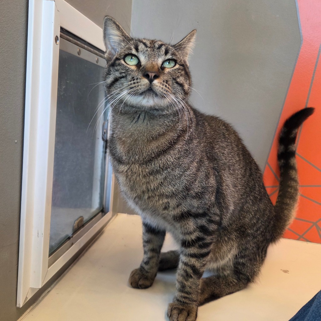 Milo - Domestic Shorthair