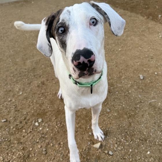 Bodie - Mixed Breed (Medium)