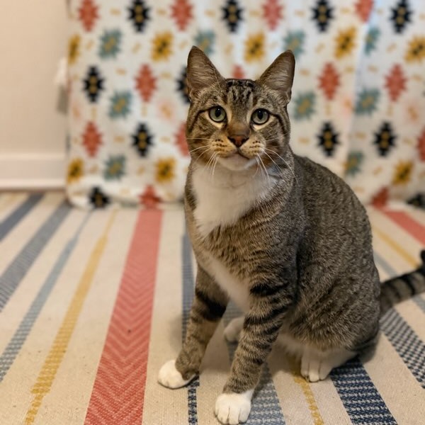 Rigby - Domestic Shorthair/Mix