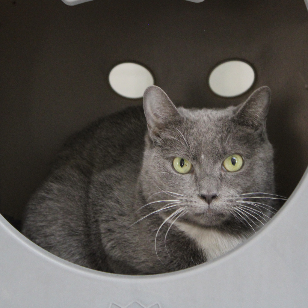 Pikake - Domestic Shorthair
