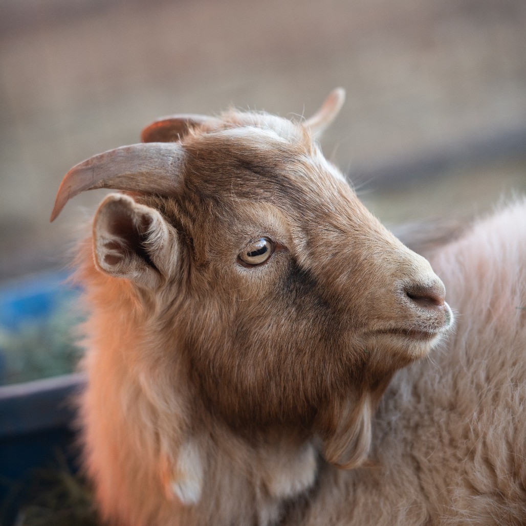 Steve (aka S'mores) - Nigerian Dwarf