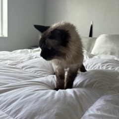 Cornelia - Domestic Medium Hair
