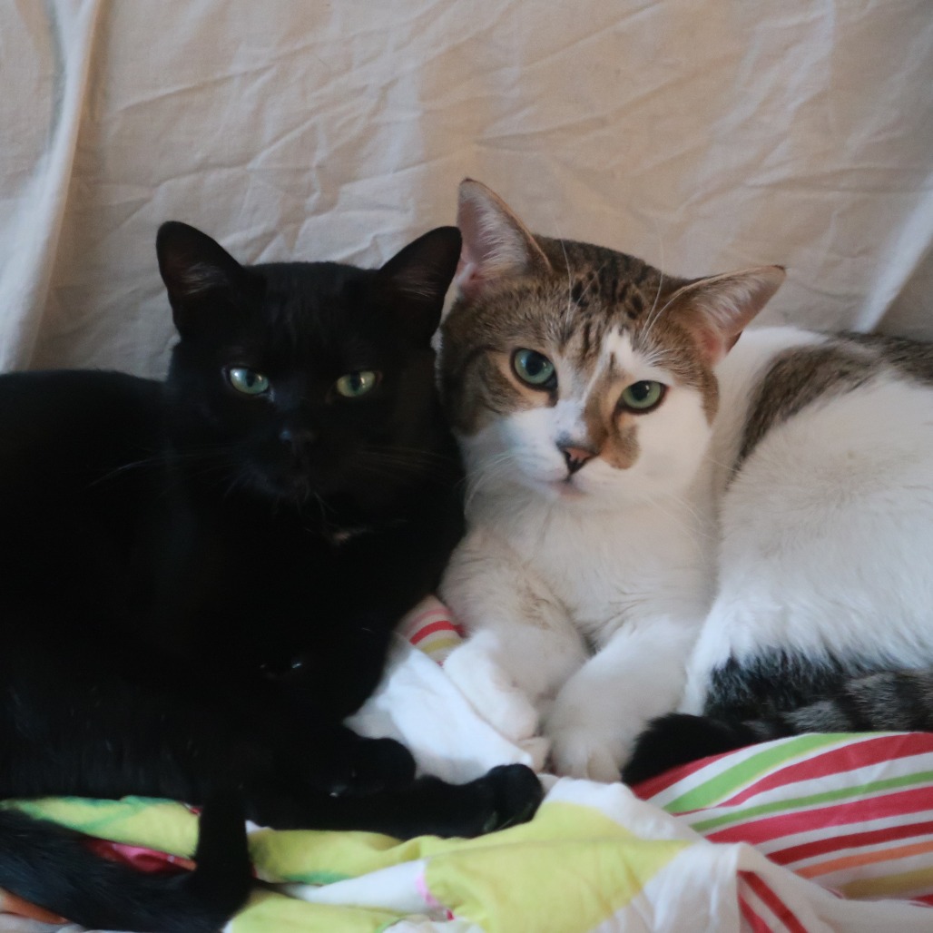 Calvin - Domestic Shorthair