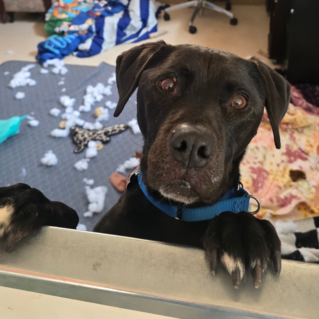 Cameron - Terrier, American Pit Bull/Retriever, Black Labrador