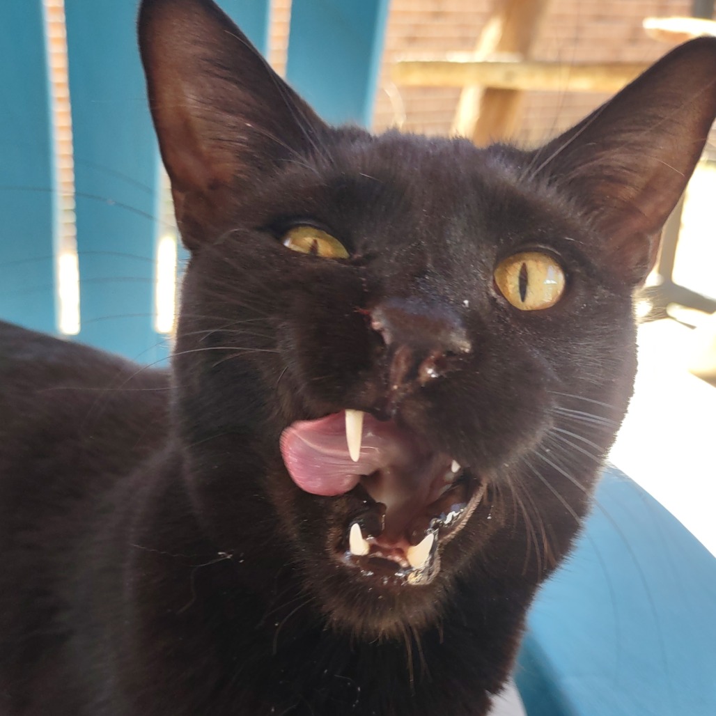 Andros - Domestic Medium Hair