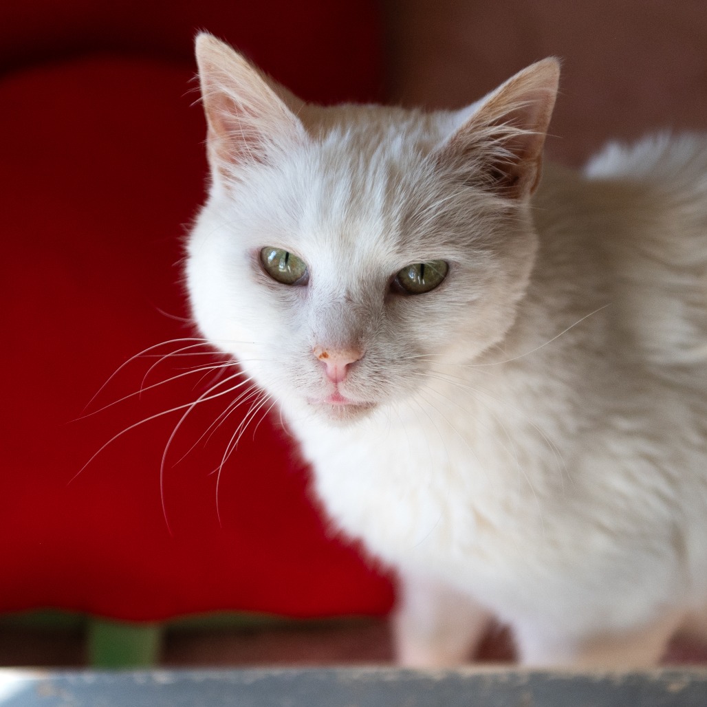 Adoptable Female Domestic Shorthair