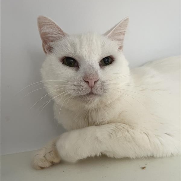 Adoptable Female Domestic Shorthair