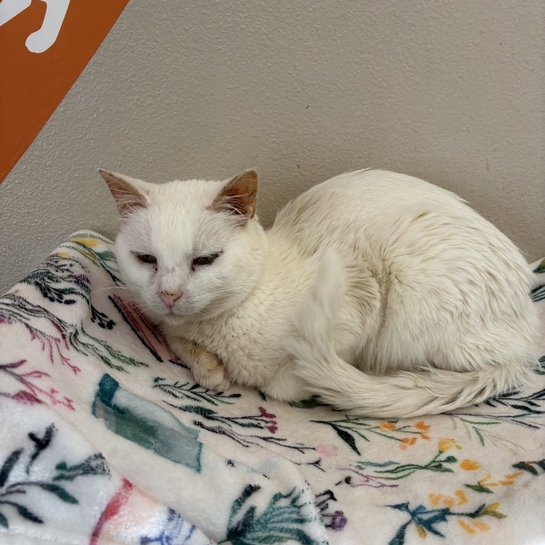 Adoptable Female Domestic Shorthair