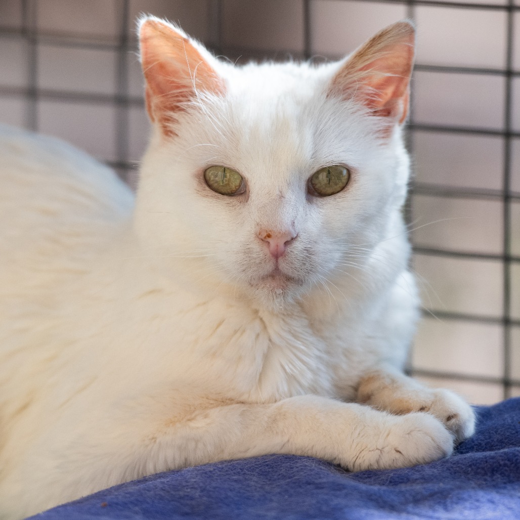 Adoptable Female Domestic Shorthair