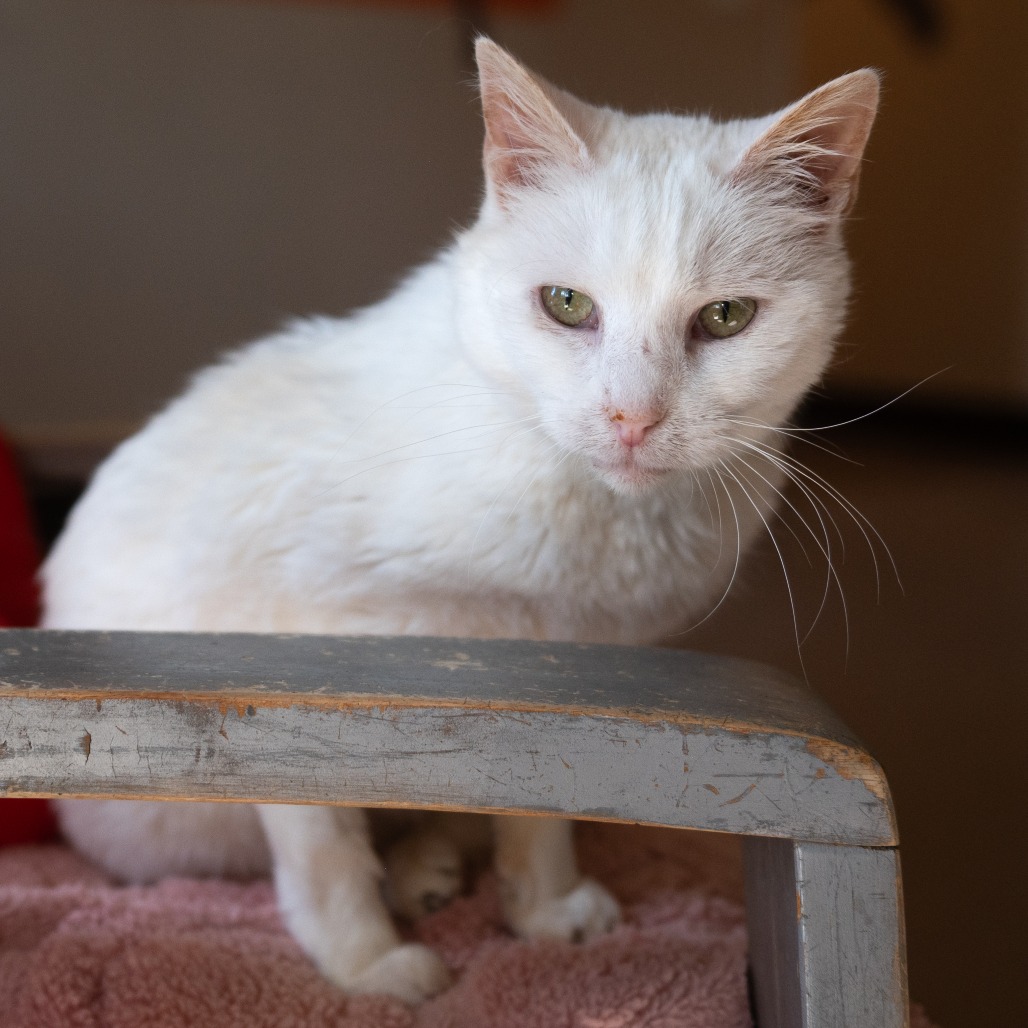 Adoptable Female Domestic Shorthair